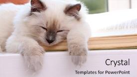  Presentation with hello kitty cute little kitten - Slide set featuring baby book animals - kitten lying on windowsill closeup background and a  colored foreground