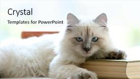  Presentation with hello kitty cute little kitten - Slide set consisting of baby book animals - kitten lying on windowsill closeup background and a  colored foreground