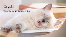  Presentation with hello kitty cute little kitten - Colorful slide set enhanced with baby book animals - kitten lying on windowsill closeup backdrop and a  colored foreground