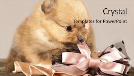  Presentation with bow and arrows for archery - PPT layouts featuring baby book animals - puppy spitz bites bow background and a  colored foreground