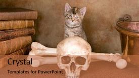  Presentation with baby animals - Beautiful presentation featuring baby book animals - six weeks old gray kitten backdrop and a  colored foreground