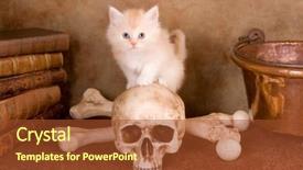  Presentation with baby animals - Beautiful presentation theme featuring baby book animals - six weeks old pale kitten backdrop and a  colored foreground