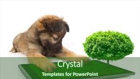  Presentation with tablets wood table tablet white - Colorful slide set enhanced with baby book animals - tablet ipades on the white backdrop and a forest green colored foreground