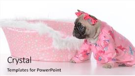  Presentation with kittens christmas holiday red christmas - Theme with baby book animals - two christmas kittens wrapped up background and a  colored foreground