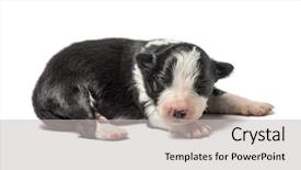  Presentation with old days - Amazing PPT theme having baby borders - 3 days old crossbreed puppy backdrop and a light gray colored foreground