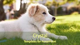  Presentation with dog park - Audience pleasing PPT layouts consisting of baby borders - cute fluffy border collie puppy backdrop and a  colored foreground