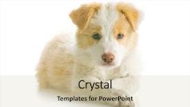  Presentation with border collie 4 years - Cool new presentation theme with baby borders - ee red border collie puppy backdrop and a soft green colored foreground