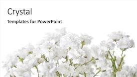  Presentation with focus - Slide set with baby borders - gypsophila isolated on white background background and a white colored foreground