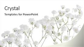  Presentation with focus - Slide deck featuring baby borders - gypsophila isolated on white background background and a white colored foreground