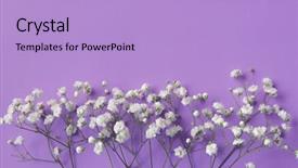  Presentation with frame borders - PPT layouts with baby borders - gypsophila white flowers frame background and a light blue colored foreground