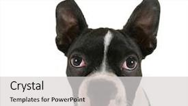  Presentation with preemie baby close up - PPT theme having baby boston terrier puppy close background and a light gray colored foreground
