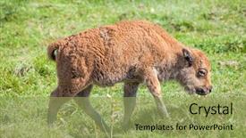  Presentation with bison - PPT theme featuring baby buffalo bison calf walking background and a yellow colored foreground