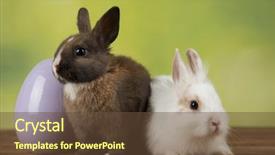  Presentation with happy birthday baby - Presentation theme consisting of baby bunny rabbit and egg background and a tawny brown colored foreground