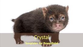  Presentation with baby - Beautiful slides featuring baby-bushdog-standing-looking backdrop and a tawny brown colored foreground
