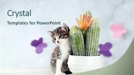  Presentation with kitten - Presentation design with baby butterfly - cute little kitten and cactus background and a sky blue colored foreground