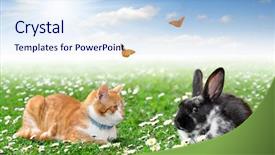  Presentation with cute baby - Presentation theme having baby butterfly - cute rabbit with cat background and a sky blue colored foreground