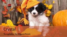  Presentation with dog park dogs plays - PPT layouts having baby butterfly - papillon dogs mother and her background and a red colored foreground
