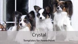  Presentation with mom and newborn - Audience pleasing slides consisting of baby butterfly - papillons family mom dad backdrop and a light gray colored foreground