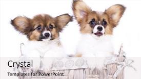  Presentation with two wheeler - Presentation theme with baby butterfly - two adorable papillon puppies background and a lemonade colored foreground