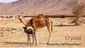  Presentation with camel - Slide deck having baby-camel-in-the-desert background and a coral colored foreground