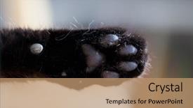  Presentation with black baby - PPT layouts enhanced with baby cartoon - close up on paws background and a coral colored foreground