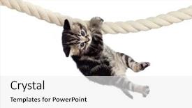  Presentation with rope - Presentation design having baby cat hanging on rope background and a white colored foreground