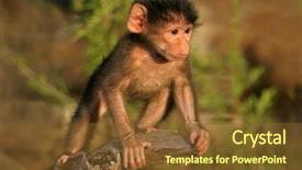  Presentation with kruger - Presentation theme consisting of baby chacma baboon papio hamadryas background and a tawny brown colored foreground