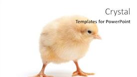  Presentation with funky - Audience pleasing slides consisting of baby chick isolated on white - a funky buff orpington backdrop and a white colored foreground
