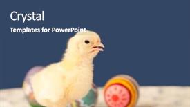  Presentation with football blue colors - Slide set with baby chick with colorful easter background and a ocean colored foreground