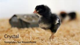  Presentation with old days - Cool new presentation theme with baby chicken days old newly backdrop and a yellow colored foreground