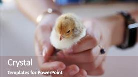  Presentation with old days - PPT theme enhanced with baby chicken days old newly background and a  colored foreground