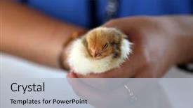  Presentation with old days - Theme consisting of baby chicken days old newly background and a  colored foreground