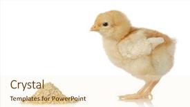  Presentation with animal chicken - Colorful presentation theme enhanced with baby chicken having a meal backdrop and a cream colored foreground