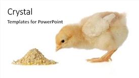  Presentation with chicken - PPT theme featuring baby chicken having a meal background and a white colored foreground