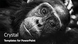  Presentation with black baby - Theme with baby-chimpanzee-pan-troglodytes-reclining background and a dark gray colored foreground