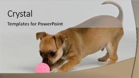  Presentation with 8 ball billiards - Theme with leaping baby - chihuahua puppy playing with ball background and a light gray colored foreground