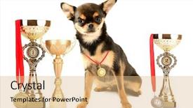  Presentation with trophy - PPT layouts with photo contest - cute chihuahua puppy with trophy background and a coral colored foreground