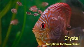  Presentation with amazon river - Beautiful theme featuring baby discus fish swimming backdrop and a tawny brown colored foreground