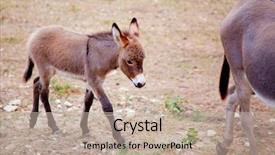  Presentation with mule - Slides featuring white horse eye - baby donkey mule with mother background and a mint green colored foreground