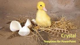  Presentation with eggshells - Beautiful slide deck featuring baby duckling sitting on its backdrop and a coral colored foreground