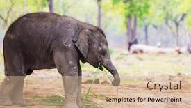  Presentation with nepal - Slide set having baby-elephant-in-chitvan-national background and a coral colored foreground