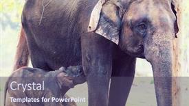  Presentation with nepal - Cool new PPT theme with baby-elephant-in-chitwan-national backdrop and a violet colored foreground