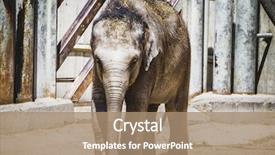  Presentation with wood log - Beautiful slides featuring baby elephant playing backdrop and a coral colored foreground