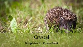  Presentation with baby boomer - Colorful theme enhanced with baby european hedgehog erinaceus europaeus backdrop and a  colored foreground