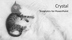  Presentation with hello kitty cute little kitten - PPT theme featuring baby feet - cute gray kitten sleeping background and a white colored foreground