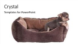  Presentation with puppy - PPT theme featuring baby funitures - chihuahua puppy playing background and a white colored foreground