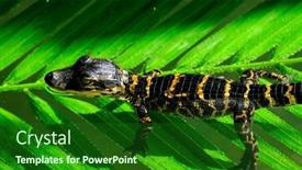  Presentation with area - Presentation theme featuring baby-gator-alligator-in-viewing background and a forest green colored foreground