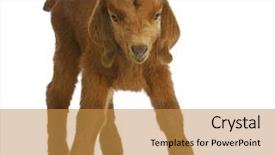  Presentation with baby animals - PPT layouts featuring baby goat - four day old background and a gold colored foreground