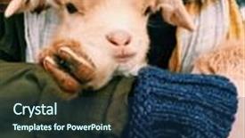  Presentation with goat farm - PPT theme enhanced with baby goat in hand cute background and a ocean colored foreground