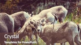  Presentation with yellowstone - Amazing presentation having baby goat in yellowstone national park usa backdrop and a tawny brown colored foreground